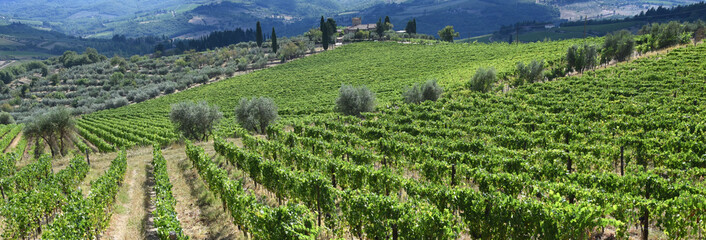 Malerisches Chianti mit Weinberg im Vordergrund und einem Olivenhain im Hintergrund