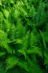 Beautyful ferns leaves. Tropical Fern Bushes