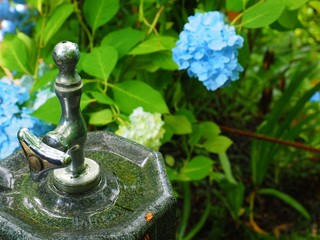 water fountain , Meigetsuin temple Kanagawa,Japan