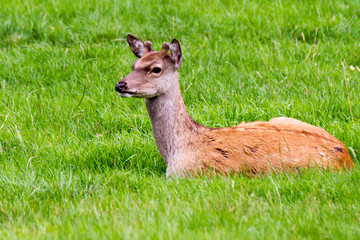 Deer