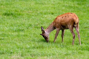 Deer
