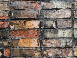 Old wet wall of red brick in multi-colored mold, background