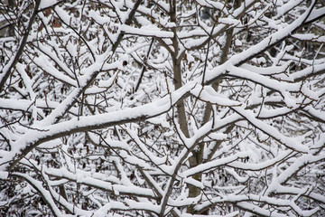 Trees in the forest in winter covered with snow.