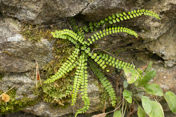 Green plants between the stones. The moss on the stones. Old stone wall covered with green plants.