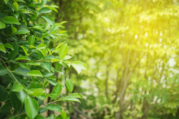 Naklejka premium Green leaf in nature view with copy space.