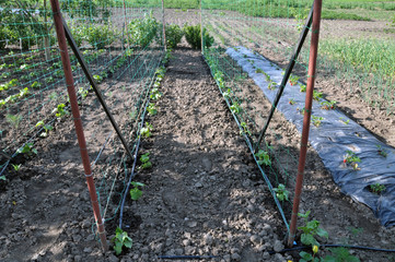 Cucumbers are grown on drip irrigation