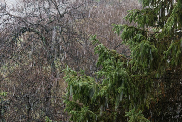 Snow with rain against the background of firs and trees.