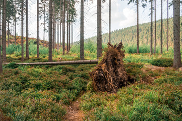 Fallen tree with roots in forest after storm