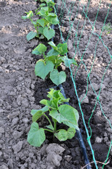 Cucumbers are grown on drip irrigation