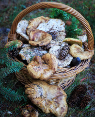 Full basket of autumn mushrooms. Natural organic food. Mushrooms in a natural setting, with earth, leaves and branches of needles. Autumn gathering of mushrooms. Composition with wild mushrooms.