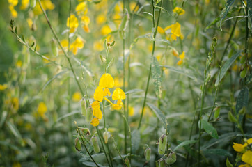 Fototapeta premium Yellow leaves Poo are green leaves are naturally beautiful.
