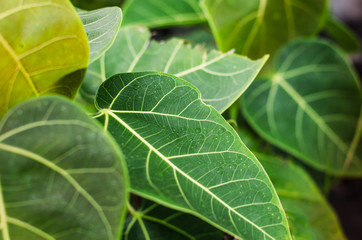 Green leaves are naturally beautiful