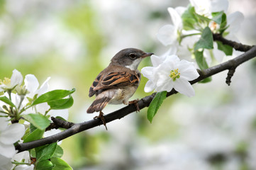 Bird emberiza sitting on a branch of a tree