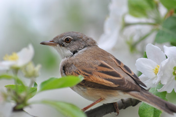 Obraz premium Bird emberiza sitting on a branch of a tree