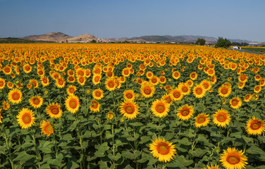 Obraz premium Sunflower field