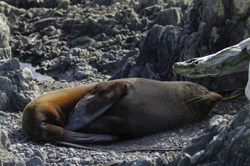 seal colony 20100725
