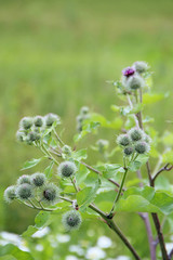 Flowers and leaves of burdock