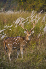 Naklejka na ściany i meble Spotted deer or chital, Axis axis, Bandhavgarh Tiger Reserve, Madhya Pradesh, India
