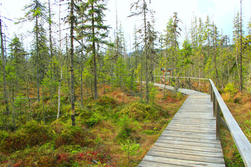 Fototapeta na wymiar Bridge over swamp in forest. Wooden path in wood