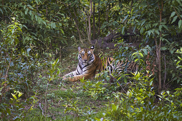 Fototapeta na wymiar Tiger- Panthera tigris tigris. Banbehi female, Bandhavgarh Tiger Reserve, Madhya Pradesh, India