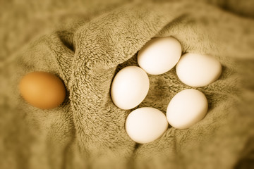 Chicken eggs of a gray tissue surface. One is brown, the others are white. Concept: not like everyone else.