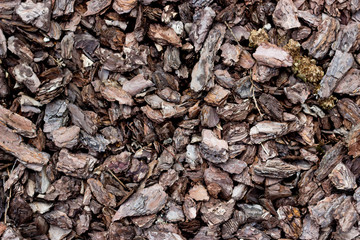 Brown bark texture