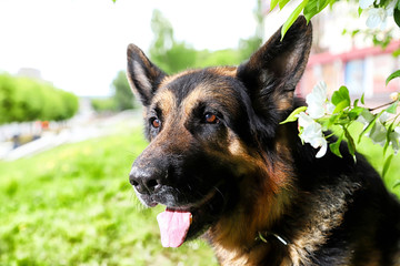 Dog German Shepherd in a park near branch of blossoming apple tree