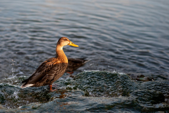 Female mallard duck standing on a stone in a lake during sunset