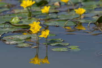 Water lilies (Nymphoides peltata) on the river in the summer
