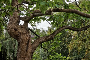tree