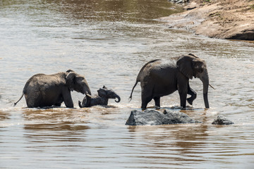 Elephant in water. National park of Kenya
