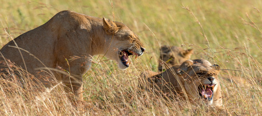 Lion in National park of Kenya