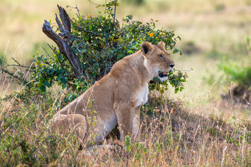 Lion in National park of Kenya