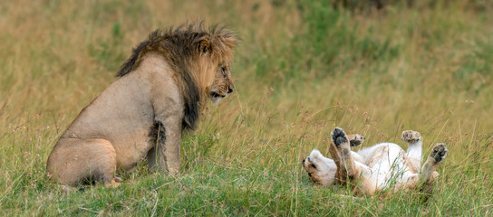 Naklejka premium Lion in National park of Kenya