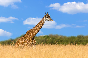 Giraffe in National park of Kenya