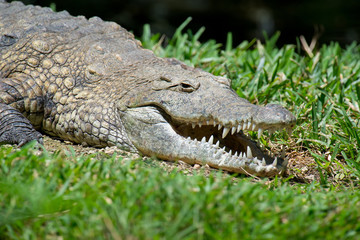Crocodile in National park of Kenya, Africa