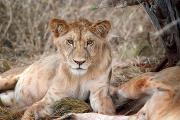 Lion in National park of Kenya