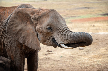 Fototapeta na wymiar Elephant in National park of Kenya