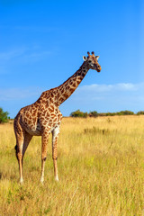 Giraffe in National park of Kenya