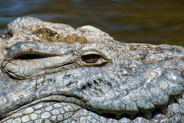 Crocodile in National park of Kenya, Africa