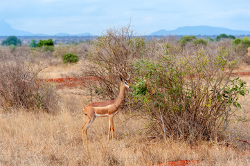 Gerenuk standing upright to reach leaves