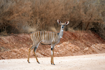 Greater kudu (Tragelaphus strepsiceros)