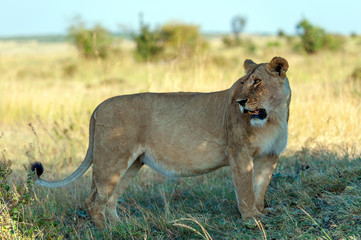 Lion in National park of Kenya