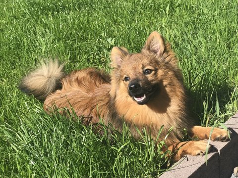 Dog Loki