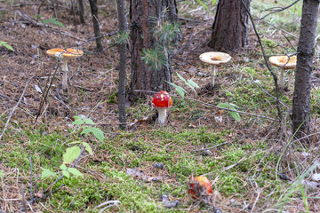 Family of red mushrooms Amanita
