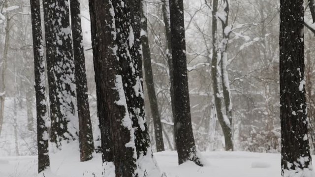 Winter snowy forest or park during snowfall. Trees, bushes, snowdrifts. Concept of winter, cold weather, Christmas and season. Slow pan.