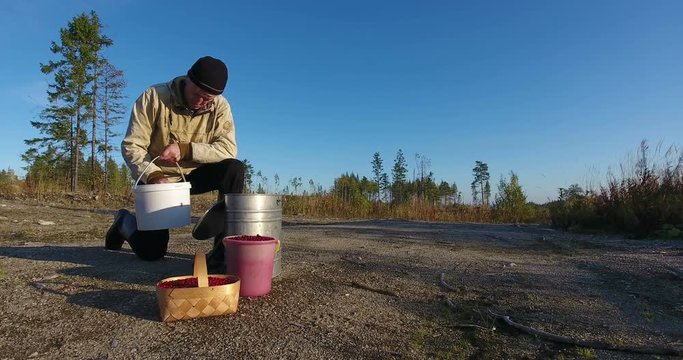 Senior Caucasian man pours cranberries out of bucket into charade in forest, picking berries