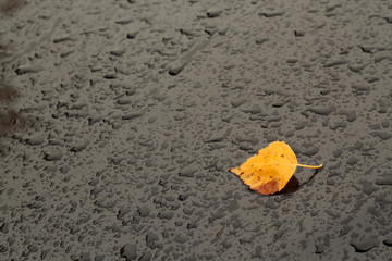 Fototapeta na wymiar Orange leaf on car roof with rain drops.