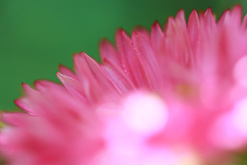 macro of pink daisy petals on green background