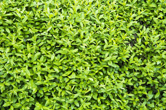 Hedge texture